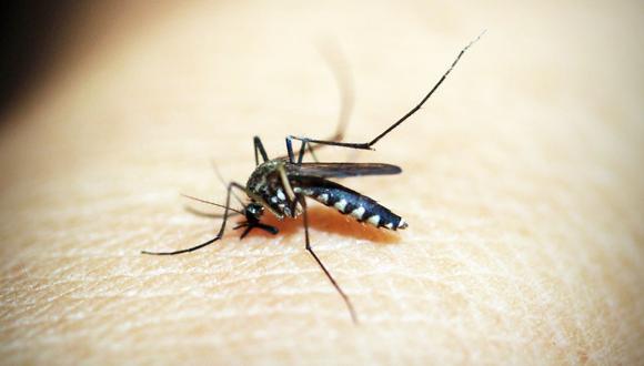 Enfermedades como el dengue, la malaria o la fiebre amarilla pueden ser prevenidas con medidas individuales en el hogar.