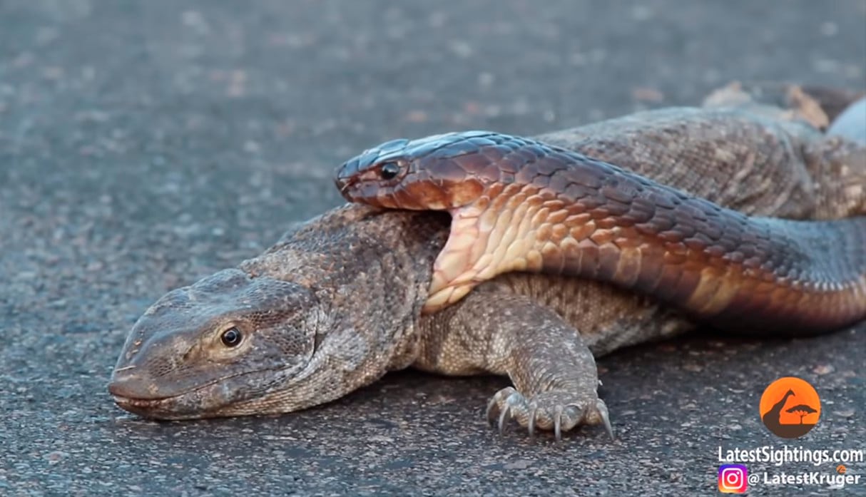 Video muestra la ferocidad del ataque de una cobra venenosa a un lagarto en Sudáfrica. (Foto: YouTube|Kruger Sightings)