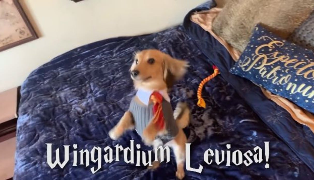 Una youtuber entrenó a su perro para que siga órdenes como hechizos de Harry Potter. (Fotos: Brizzy Voices en YouTube)