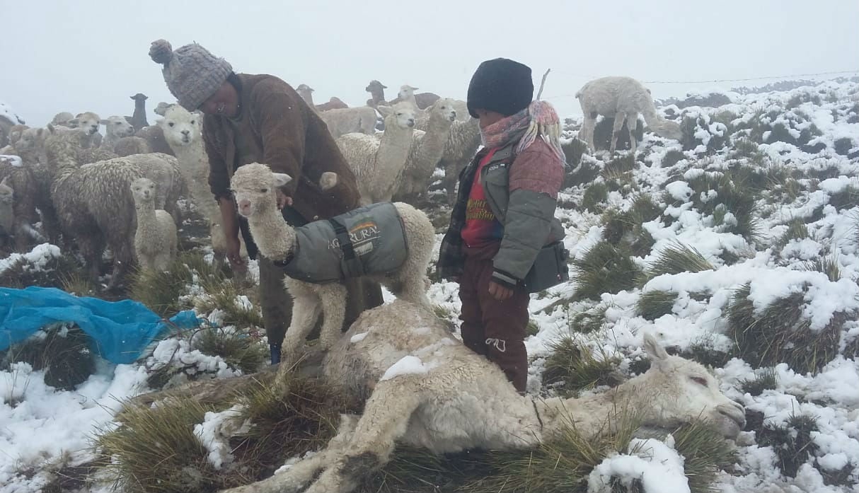 Granizada mata alpacas en Puno