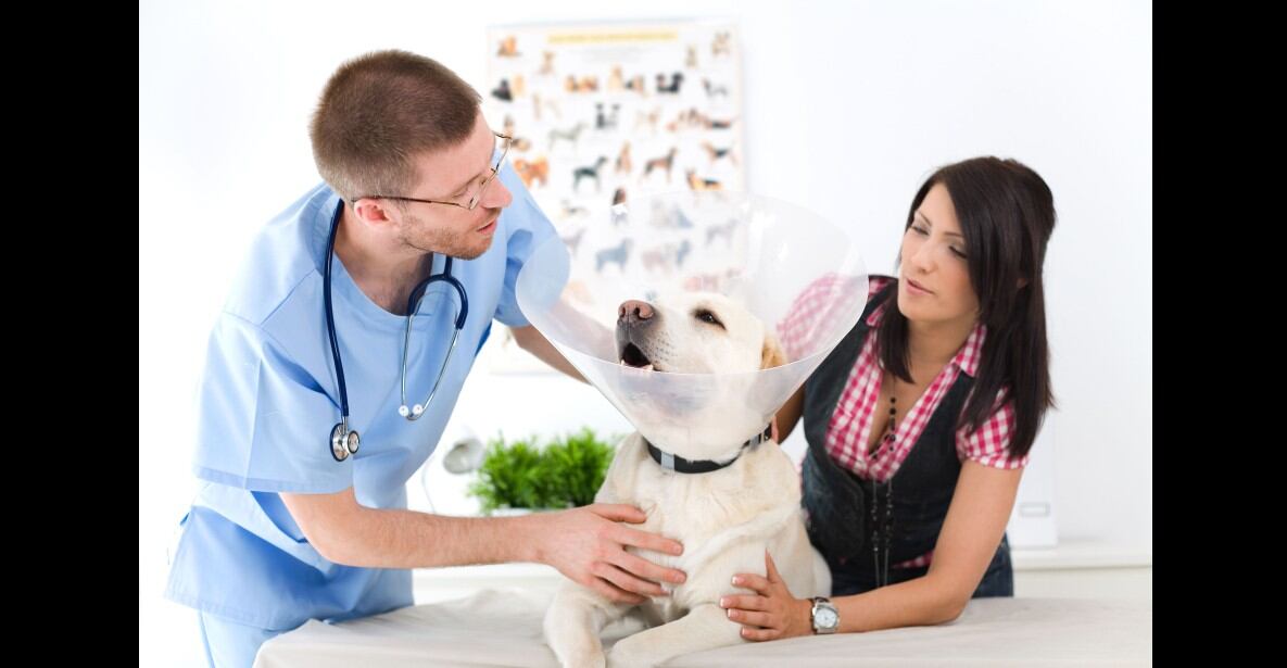 Sigue las recomendaciones del veterinario de tu mascota luego de esterilizarla