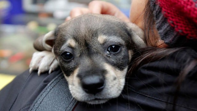 Municipalidad de Lima busca dueños responsables para cachorros rescatados.