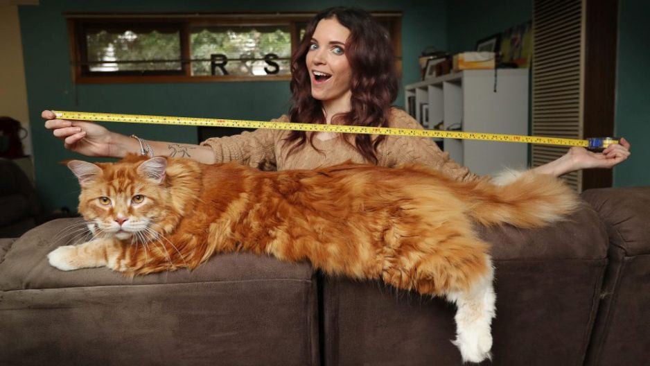 El gato más largo del mundo se luce en Instagram.