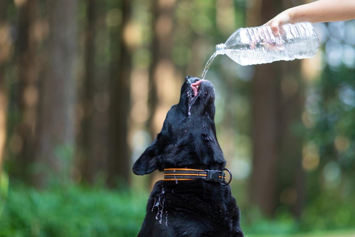 Agua hervida o de ¿qué lo mejor para nuestra mascota? | IMP | FAMILIA | TROME.COM