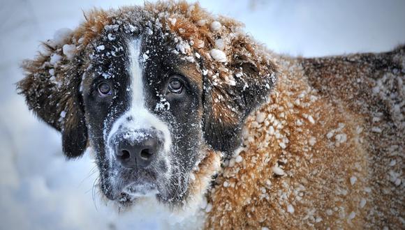 Un perro perdido hace 4 meses es hallado vivo en medio de una tormenta de nieve. (Foto: Referencial / Pixabay)