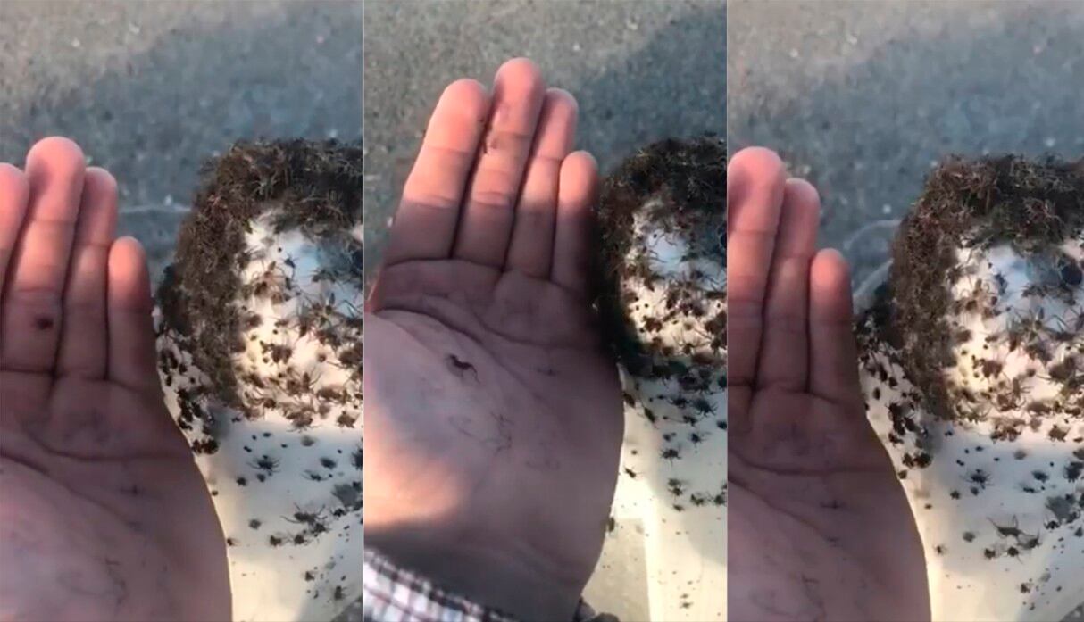 Miles de arañas y enormes telarañas aparecen misteriosamente en una carretera en EE.UU. (Zach Riggs | Facebook)
