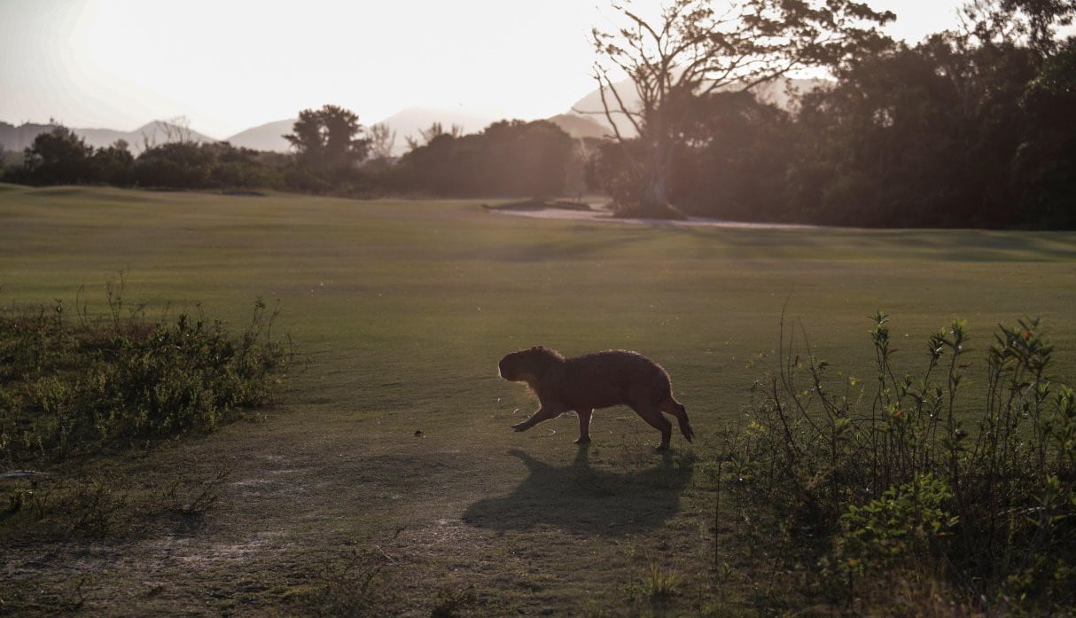 Fotografía fechada el 17 de julio de 2020 que muestra a un capibara mientras pasea por el campo olímpico de golf de Río de Janeiro (Brasil). (EFE/ Antonio Lacerda).