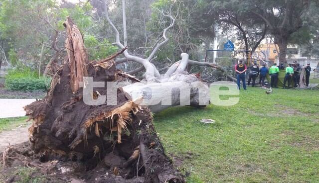 Anciano muere tras caerle árbol encima mientras paseaba por parque. Foto: Pedro Pacheco