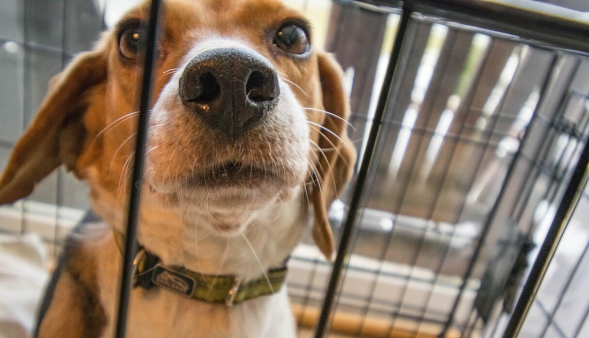 Este Beagle es el protagonista del video viral del día luego de que se escape de manera increíble de una jaula. | Pexels/Referencial