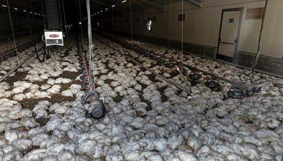 El ministerio también informó de un aumento de aves silvestres muertas en el norte de Holanda y de pájaros silvestres infectados en Alemania. (Foto: Iakovos HATZISTAVROU / AFP)