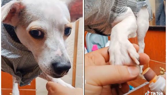 Dueños revelan un truco para cortarle las uñas a su perro. (Foto: @dulcedetalle12 / TikTok)