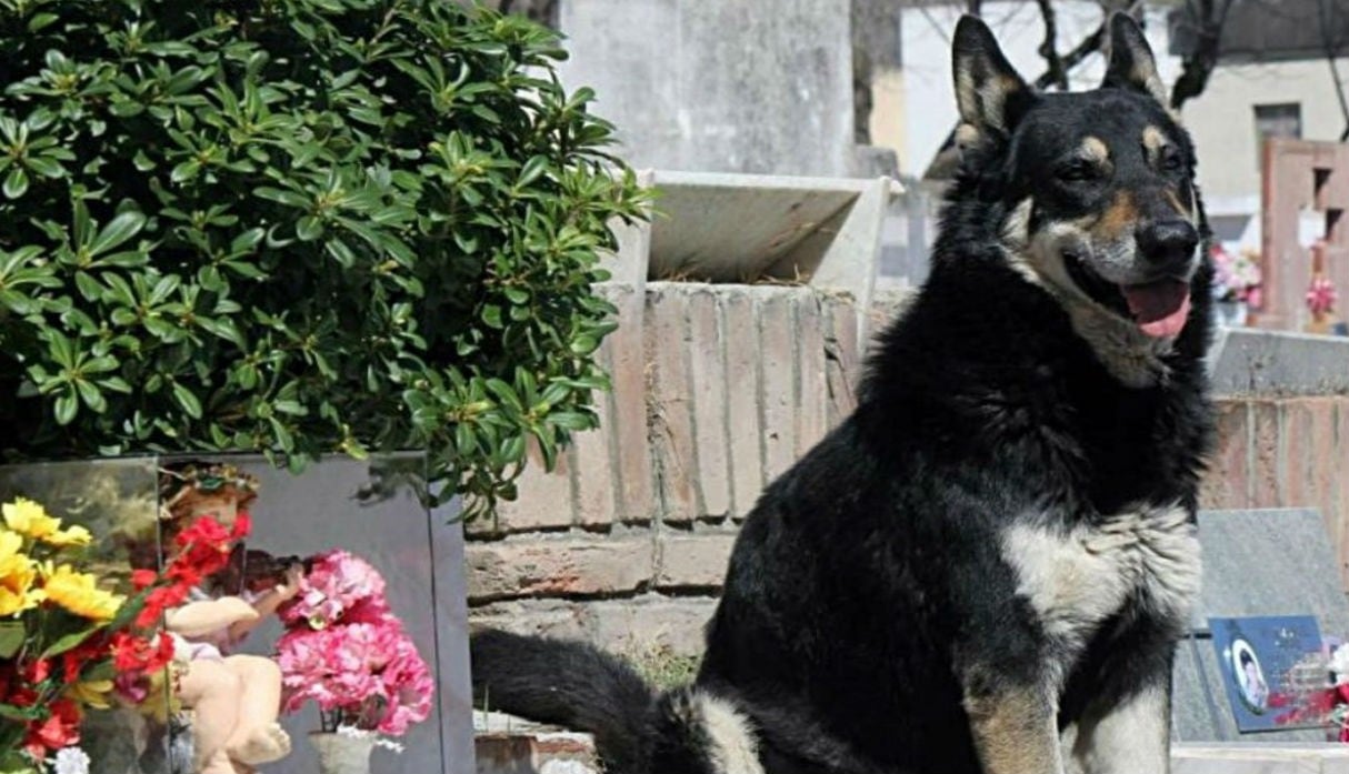 Murió "Capitán", el perro argentino que visitó la tumba de su dueño durante casi 11 años. (Foto: La Voz)