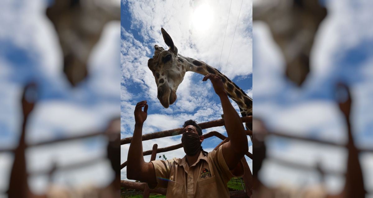 Un empleado acaricia una jirafa en el zoológico de Joya Grande, incautado al cártel de drogas Los Cachiros en el municipio de Santa Cruz de Yojoa, departamento de Cortés, Honduras. El ecoparque está respaldado por donaciones durante la nueva pandemia de coronavirus, ya que no hay visitantes. (AFP / ORLANDO SIERRA)