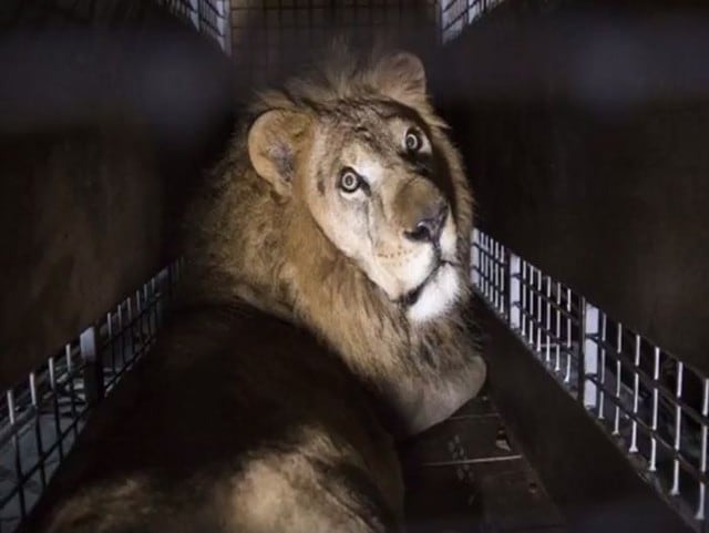 Los leones fueron rescatados en Perú y fueron llevados a Sudáfrica en el 2016.