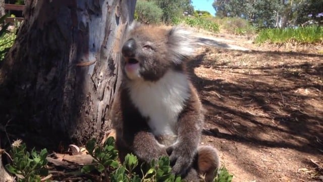 Un koala enterneció a muchos en YouTube con su llanto. (Captura)