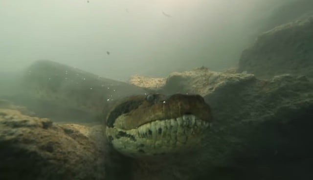 Se hizo viral en Facebook el registro de unos buzos que se encontraron con una anaconda en un río de Brasil. (Foto: Captura)