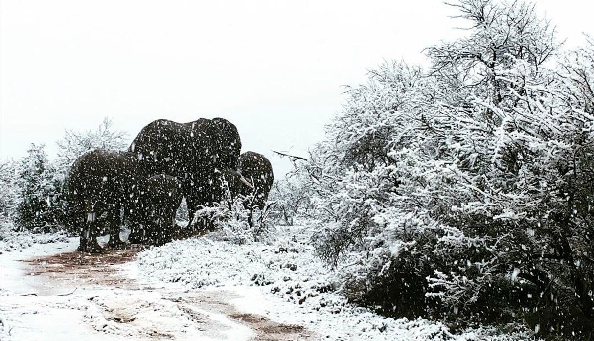 Inusual nevada sobre la sabana de Sudáfrica deja sorprendentes imágenes. (Instagram | kittyviljoen)