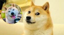 Kabosu: La historia de la perrita del meme ‘Doge’ 