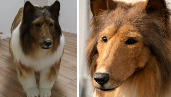 fertilizante primer ministro alto Viral | Hombre seconvierte en un perro Lassie con un disfraz que le costó  16 mil dólares | Historia Viral | Japón | Zeppet | nnda nnrt | VIRAL |  TROME.COM
