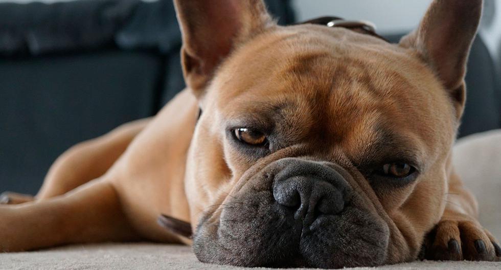 El canal de Youtube, ‘Experto Animal’, indica cita fuentes de expertos que los perros pasan por fases de sueños y son diferentes a los seres humanos. (Foto: Pixabay)