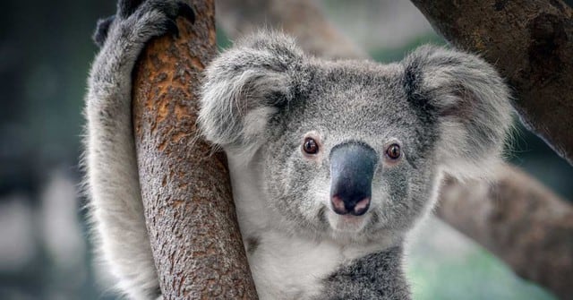 El koala fue declarado funcionalmente EXTINTO,