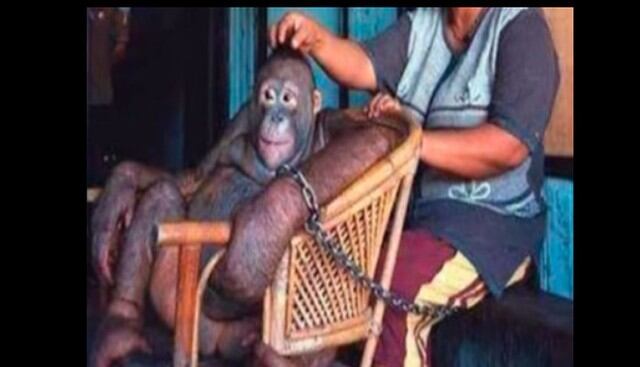 La orangutana Pony fue rescatada en 2003, sin embargo, su historia pone en el ojo de la tormenta la explotación que sufren los animales en Indonesia. (Fotos: Twitter)