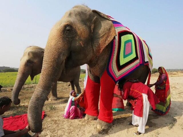 Elefantes en la India. Foto: Infobae