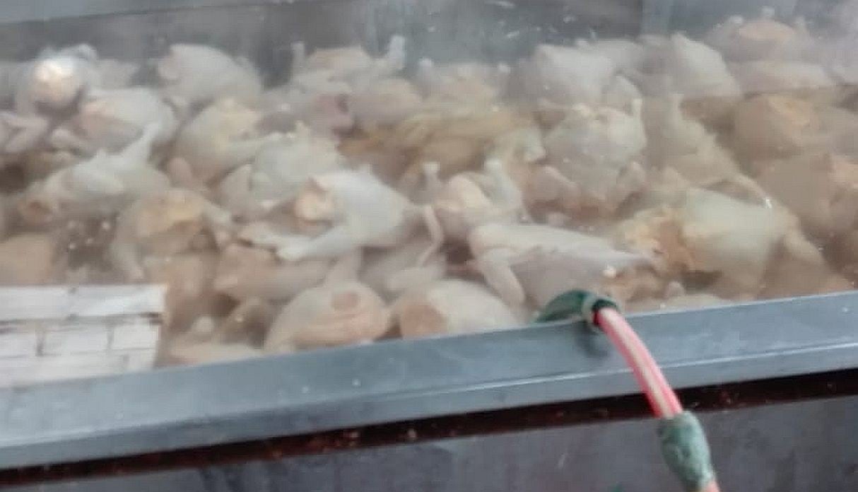 Los trabajadores de la avícola informal inyectaban agua en el pecho, para que pesaran al menos 160 gramos más. (Foto: Policía Nacional)