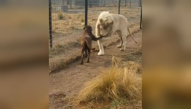 León besa la pata de un perro. Video: Instagram