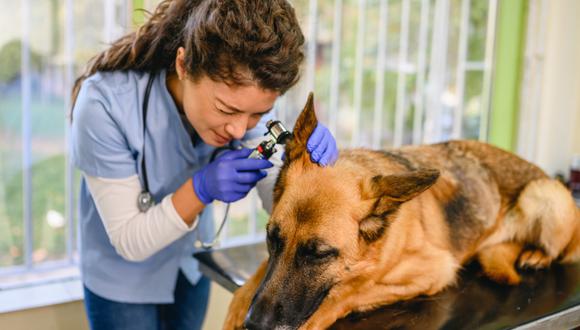 Recuerda que una otitis mal curada es la principal causa de sordera canina en perros jóvenes. Foto: Freepik.