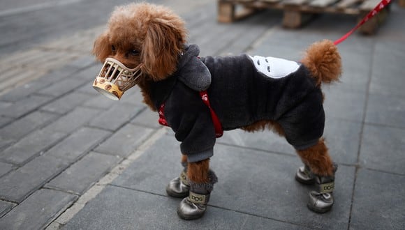 Un perro lleva una tapa hecha en casa sobre su hocico, que su propietario dijo que era una medida preventiva contra el coronavirus COVID-19 mientras está parado en una acera en Beijing. (Foto: AFP)
