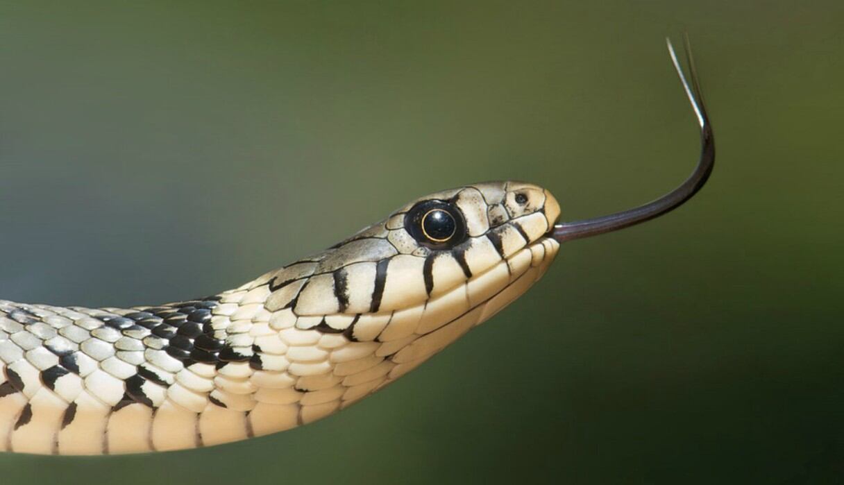 Se sabe que este tipo de serpientes son "excepcionalmente raras" debido a que no viven tanto tiempo. (Foto: Referencial/Pixabay)