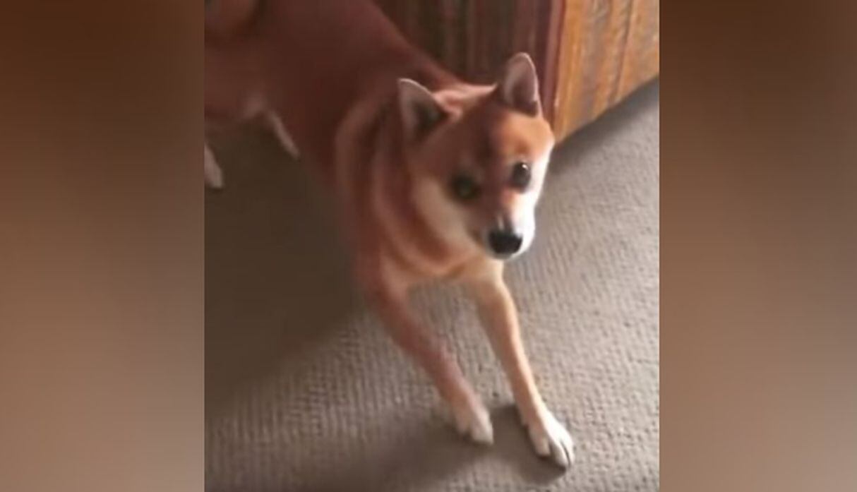 Diversos usuarios quedaron impactados con el accionar del can. (YouTube: ViralHog)