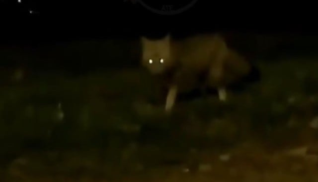 La Molina: Vecinos graban a un zorro silvestre deambulando por calles de Manchay