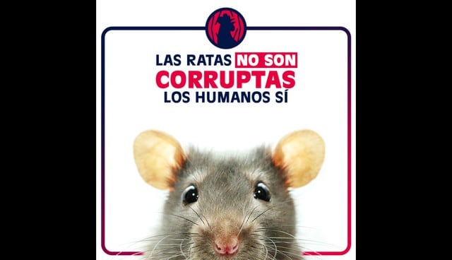 Animalistas piden no comparar a los políticos con los roedores. Foto: Facebook | Rebelión Animal