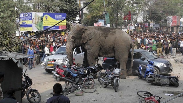 Un elefante ocasionó destrozos en la ciudad de Siliguri, al este de India. El animal fue atrapado luego de 4 horas.