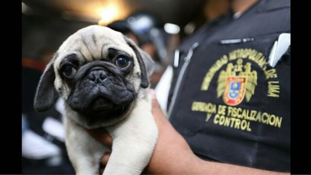 Municipalidad de Lima intervino  negocio de venta de cachorros por catálogo, en el Cercado.