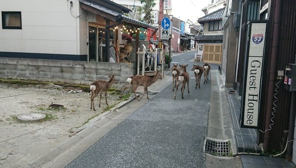 Un grupo de venados fue visto caminando por las calles de Shiga, Japón.  (Foto Redes sociales9
