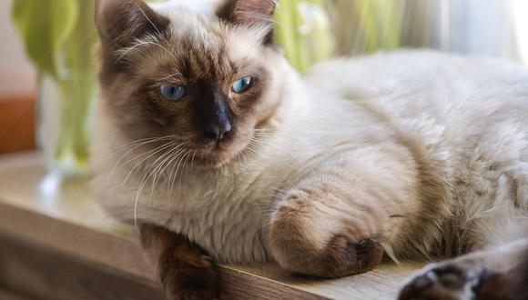 Un gato madura entre tres a cuatro años de edad puede pesar de diez a quince libras para las hembras.
Foto: Pixabay.