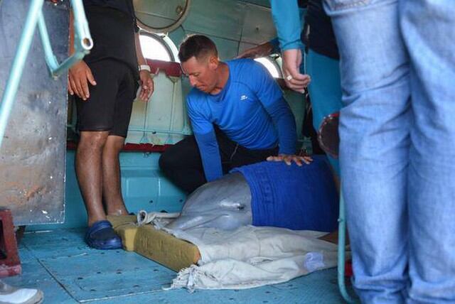 Huracán Irma: Delfines fueron de un acuario en Cuba fueron evacuados en helicóptero