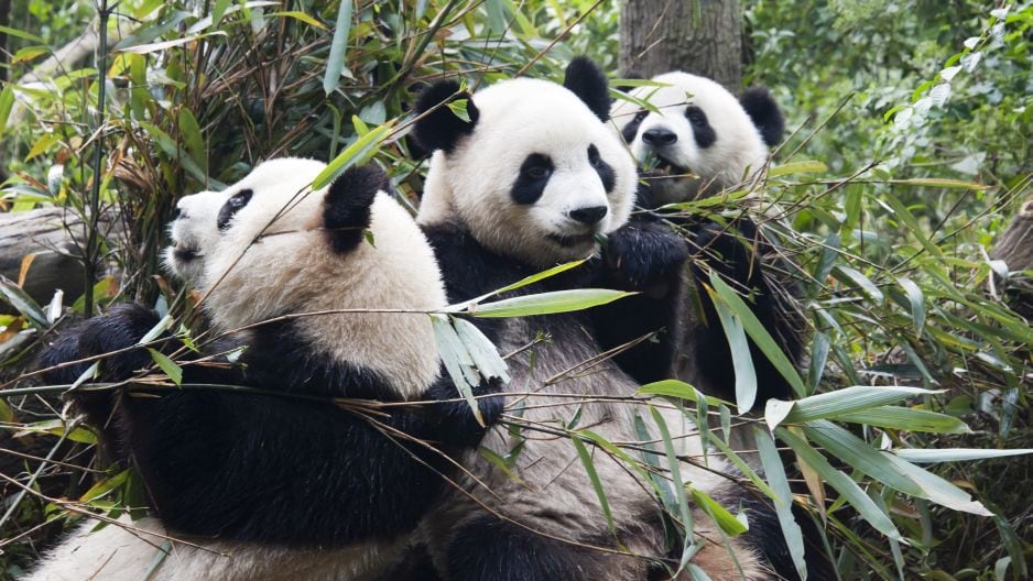 ¿Por qué China lamenta que el oso panda ya no figure como especie en peligro de extinción?