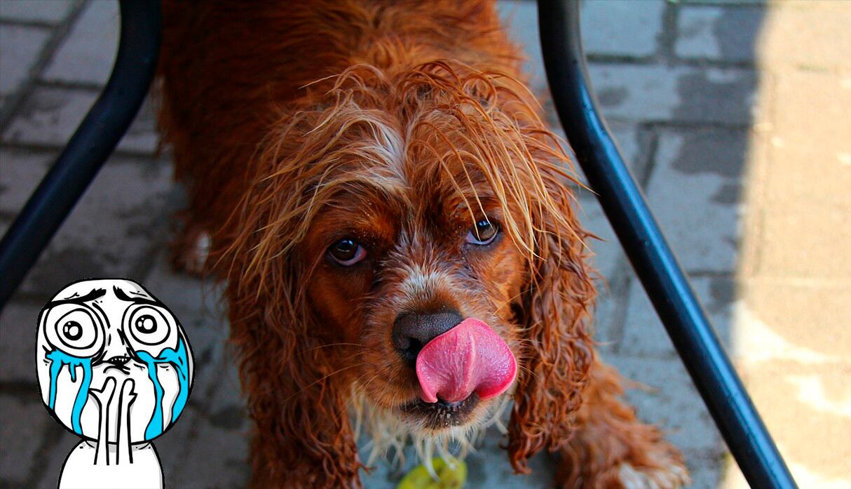 Joven dejó su trabajo por un momento para proteger de la lluvia a un perro abandonado. (Pixabay)
