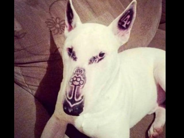 En Facebook repudian a hombre que tatuó a su perro en la cara.