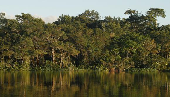La Amazonía ecuatoriana alberga el codiciado árbol balsa. La fiebre por madera causó un comercio descontrolado con impactos sociales y ambientales (Foto: AFP)