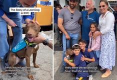 La historia de una pitbull perdida que se reencontró con su familia en una campaña de adopción