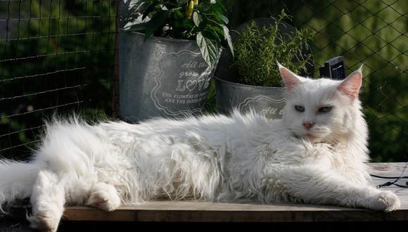 Los gatos de raza Maine Coon tienen un pelaje espeso y tupido, pero también sedoso y brillante. (Foto referencial: skeeze / Pixabay)
