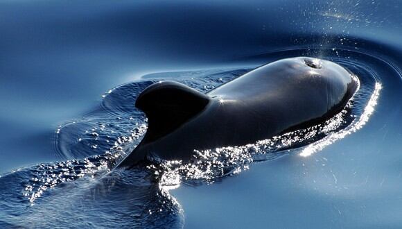 Tras unos segundos que parecieron interminables, la ballena escupió a las kayakistas de vuelta la mar. (Foto: Pixabay)