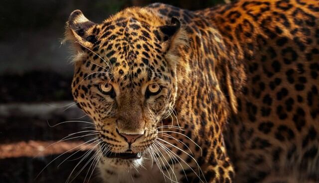 Se volvió viral en YouTube el enfrentamiento a muerte protagonizado por un jaguar y un caimán. (Foto: Referencial/Pixabay)