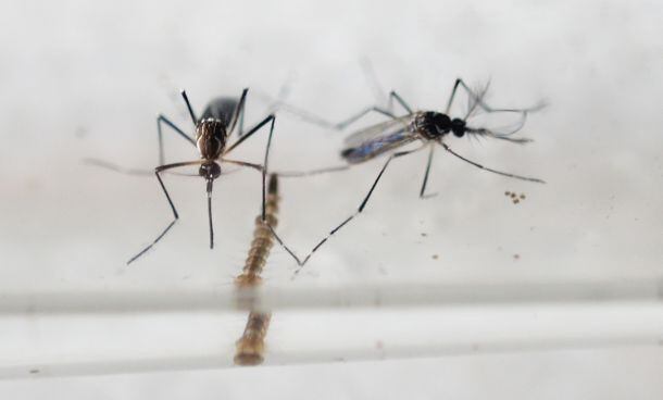 Tumbes podría sucumbir ante zika si no se toman las acciones correspondientes. (AFP)
