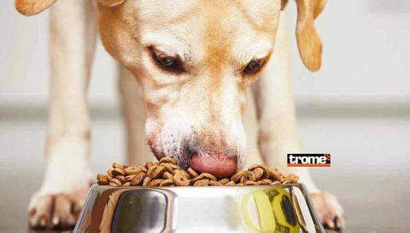 A medida que desarrolles el horario de alimentación de tu perro, observa sus preferencias. (Foto: Freepik)